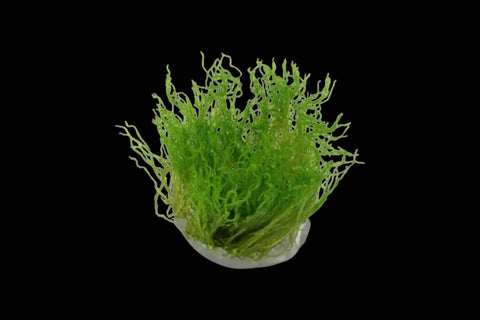 Flame Moss