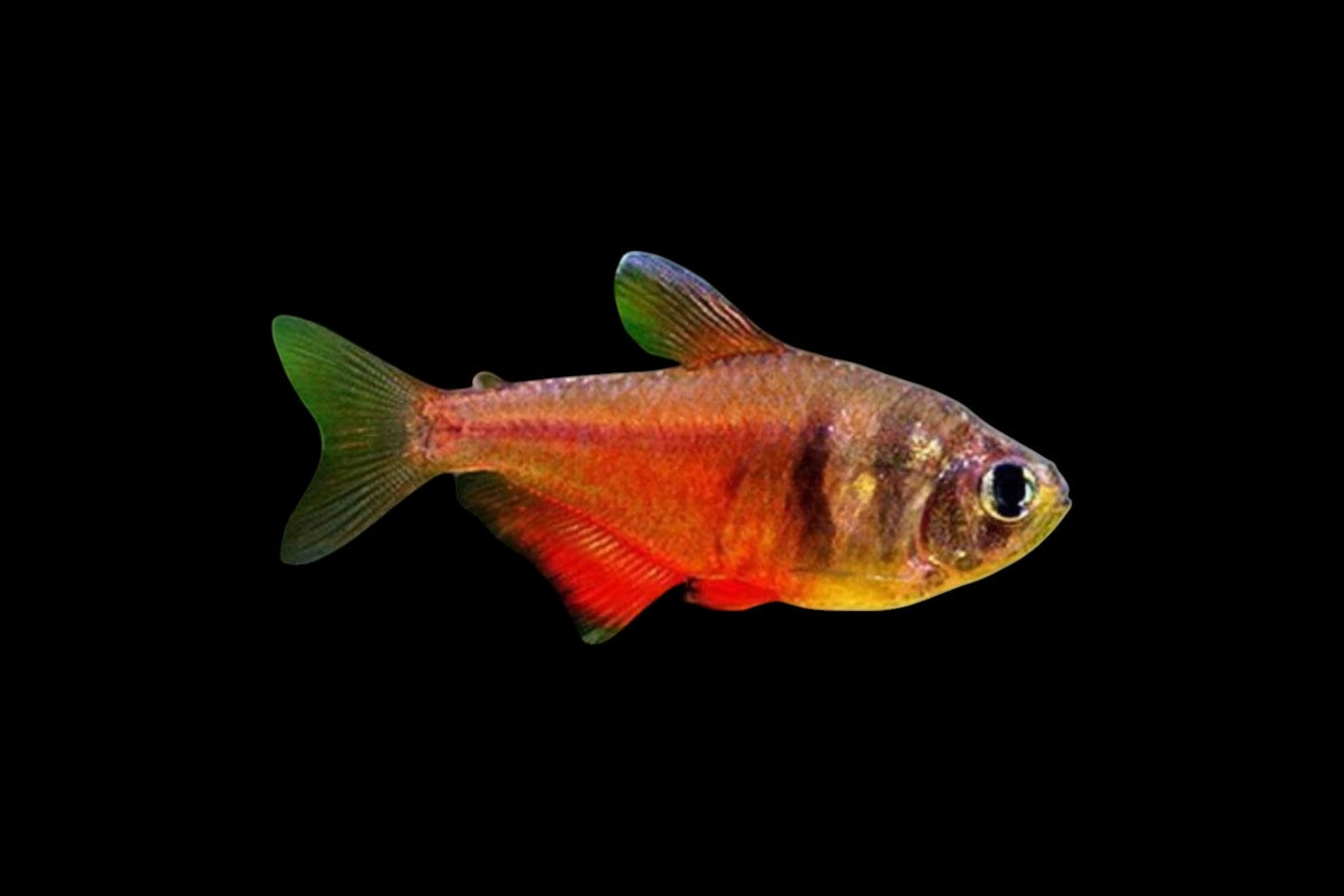 Flame Tetra