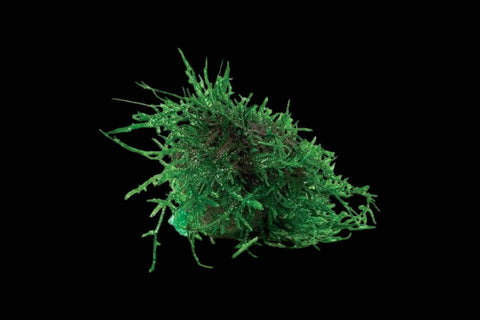 Floating Moss Ball- Fontinalis