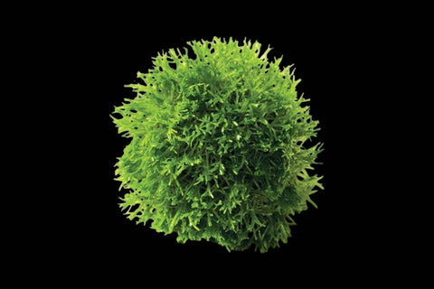 Floating Moss Ball-Riccia
