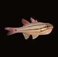 Fourline Cardinalfish | Ostorhinchus doederleini
