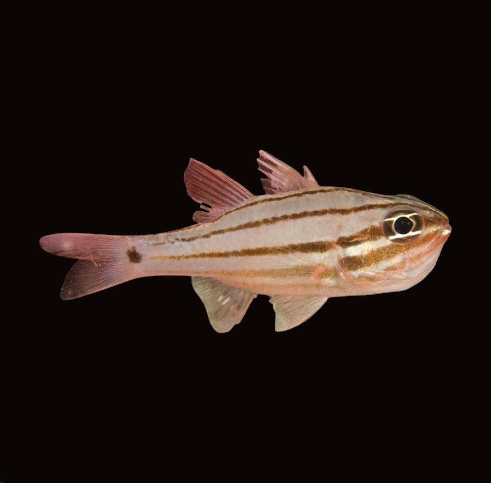 Fourline Cardinalfish | Ostorhinchus doederleini