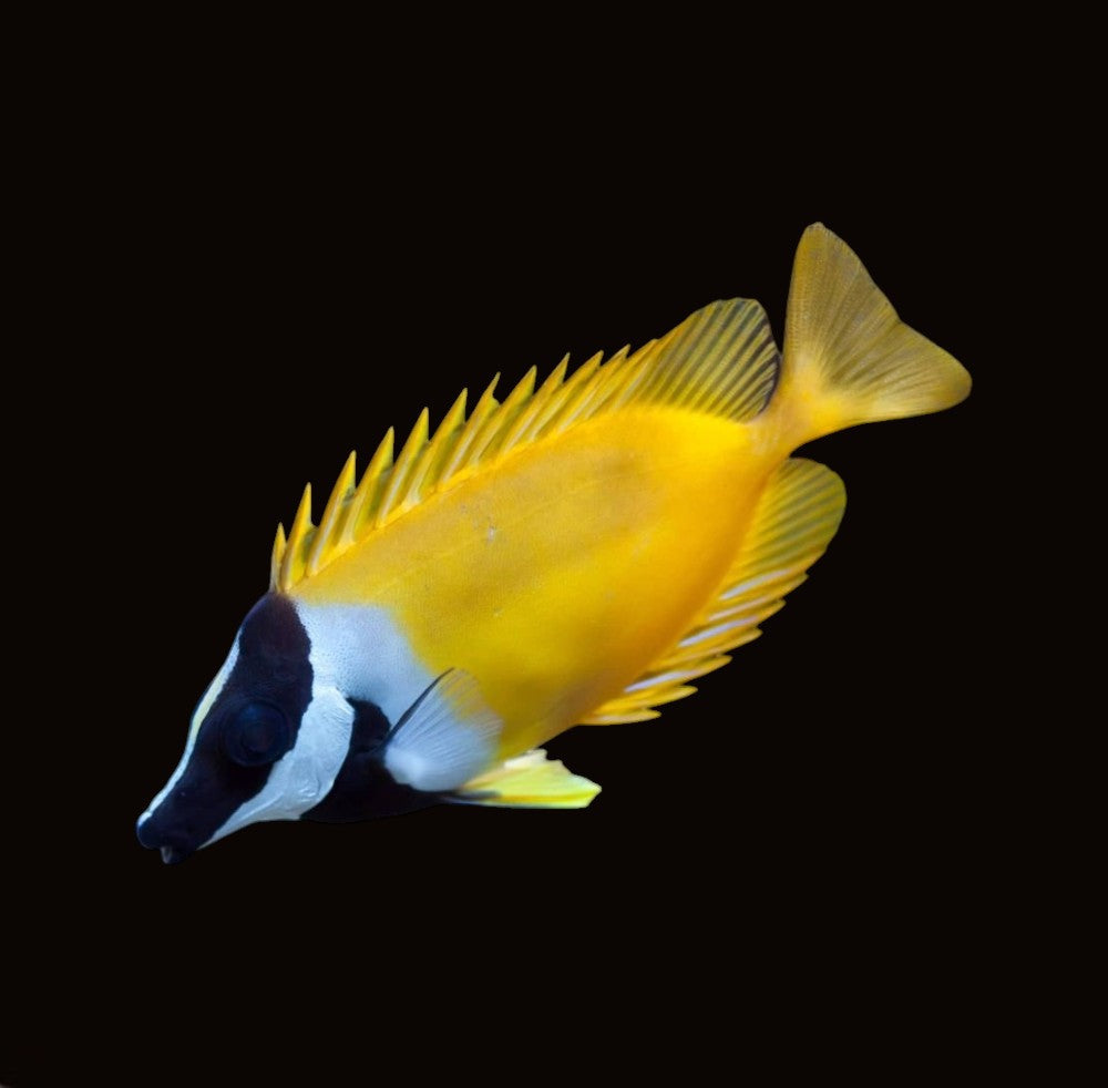 Fox Face Rabbitfish | Siganus vulpinus