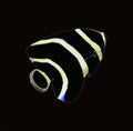 French Angelfish juvenile | Pomacanthus paru