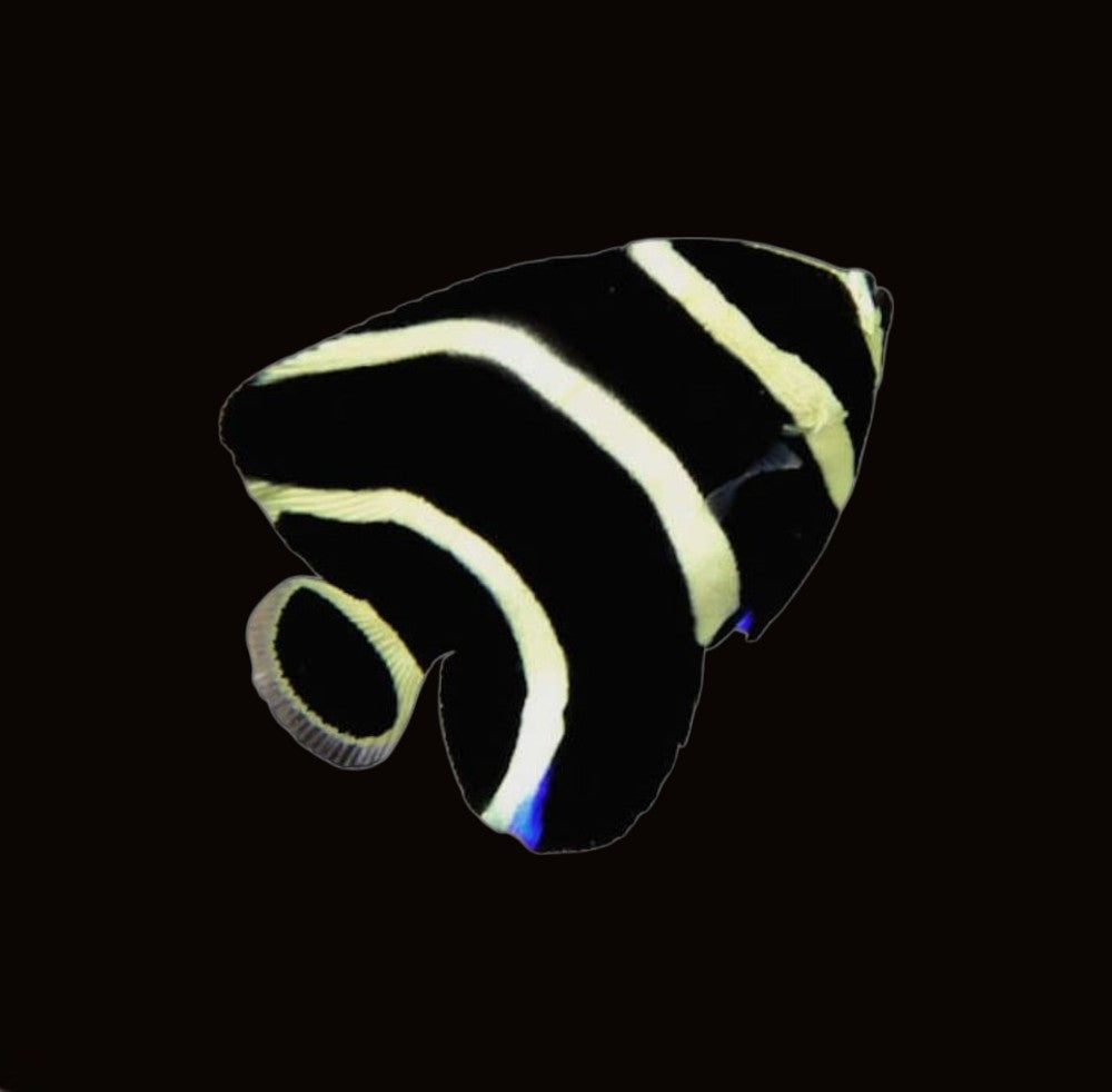 French Angelfish Juv | Pomacanthus paru