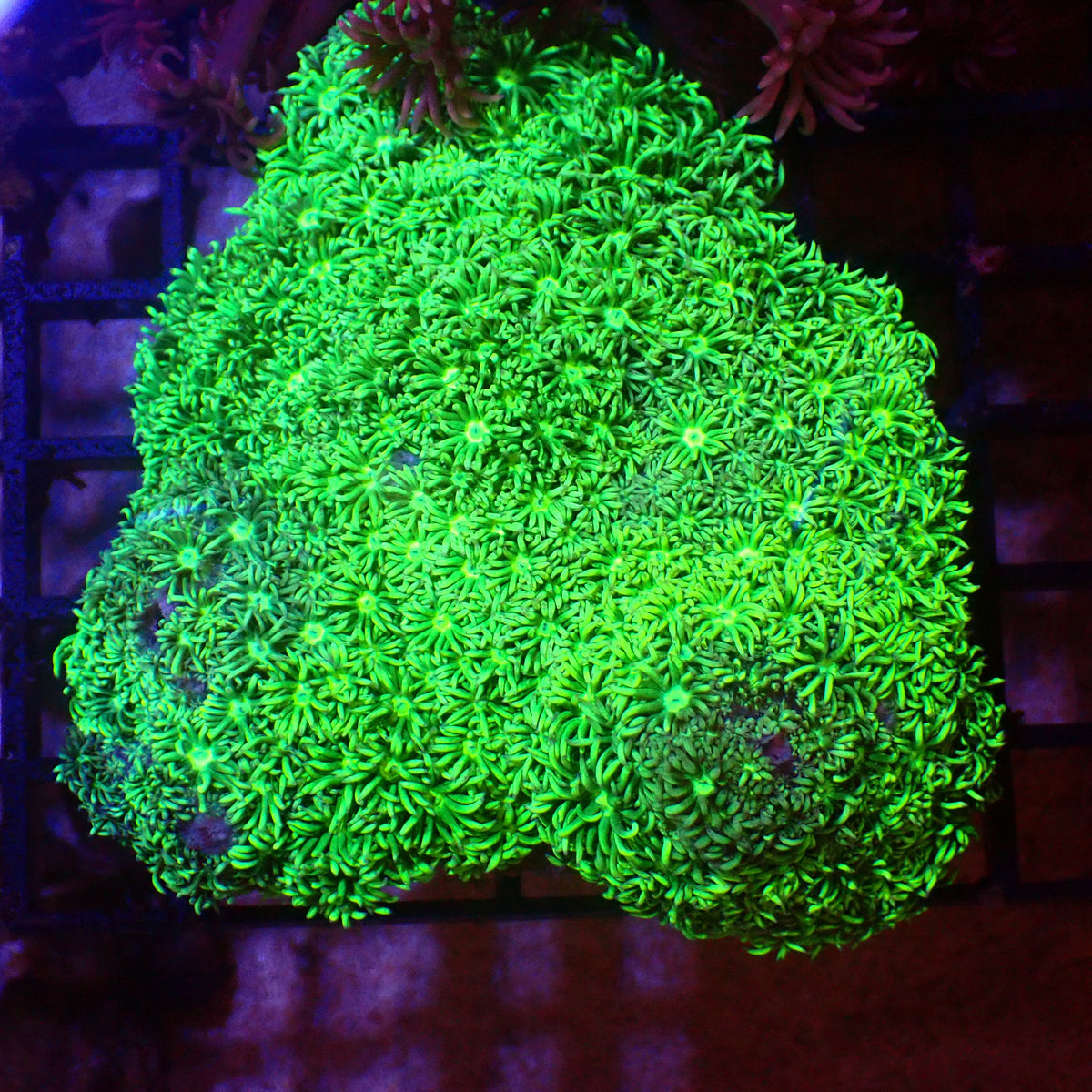 Goniopora AA001 | Goniopora sp. - Red Sea 15K