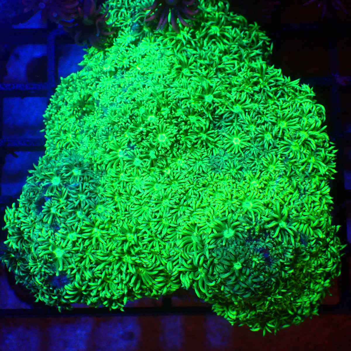 Goniopora AA001 | Goniopora sp. at Red Sea 20k →