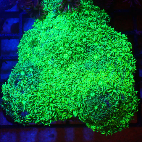 Goniopora AA001 | Goniopora sp. - Red Sea 20K LED