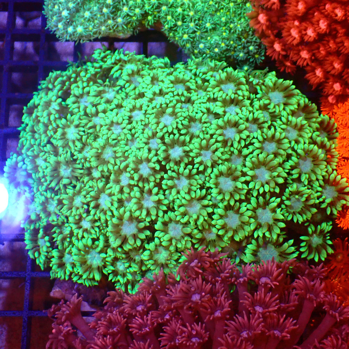Goniopora AA004 | Goniopora sp. - Red Sea 15K