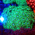 Goniopora AA004 | Goniopora sp. - Red Sea 20K LED