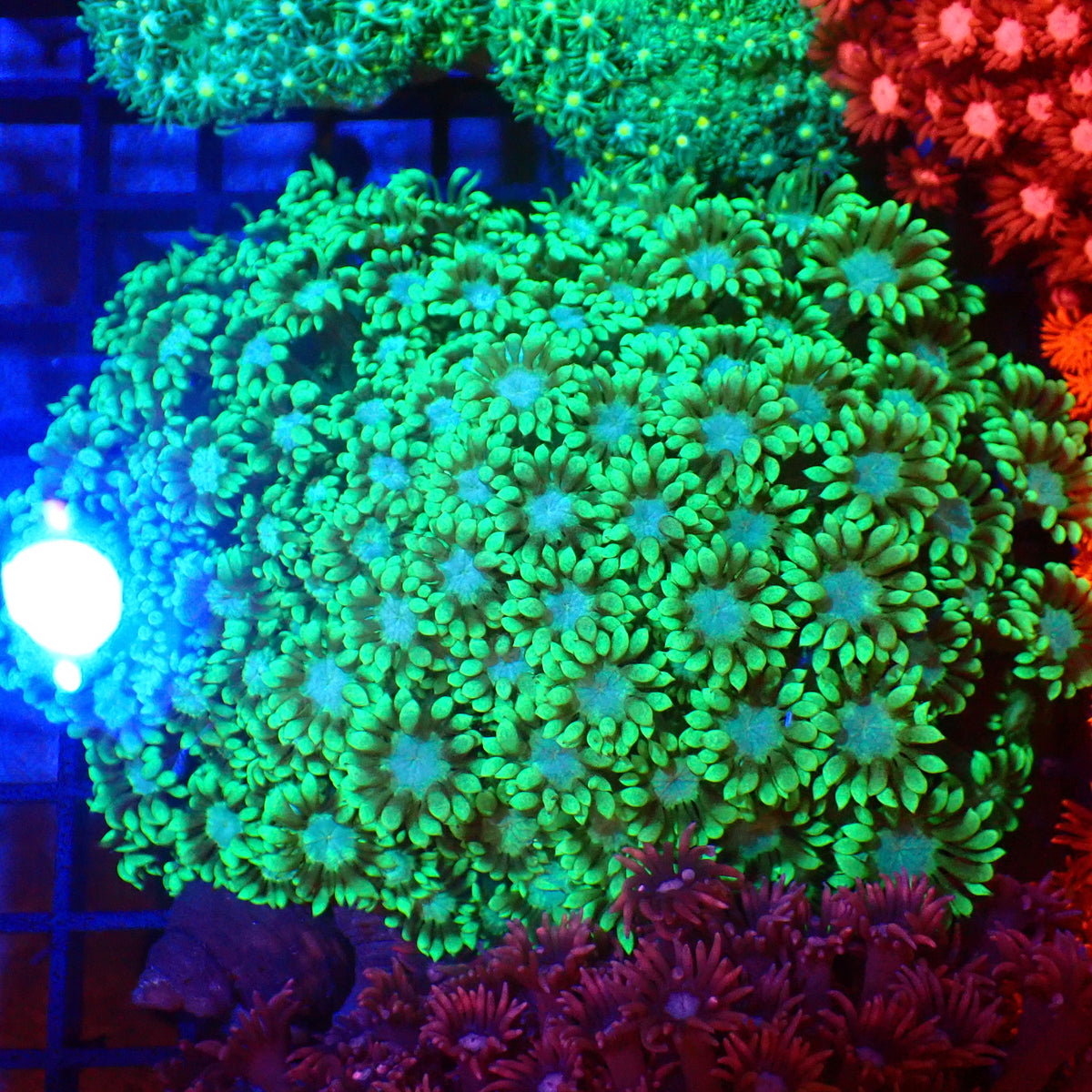 Goniopora AA004 | Goniopora sp. - Red Sea 20K LED