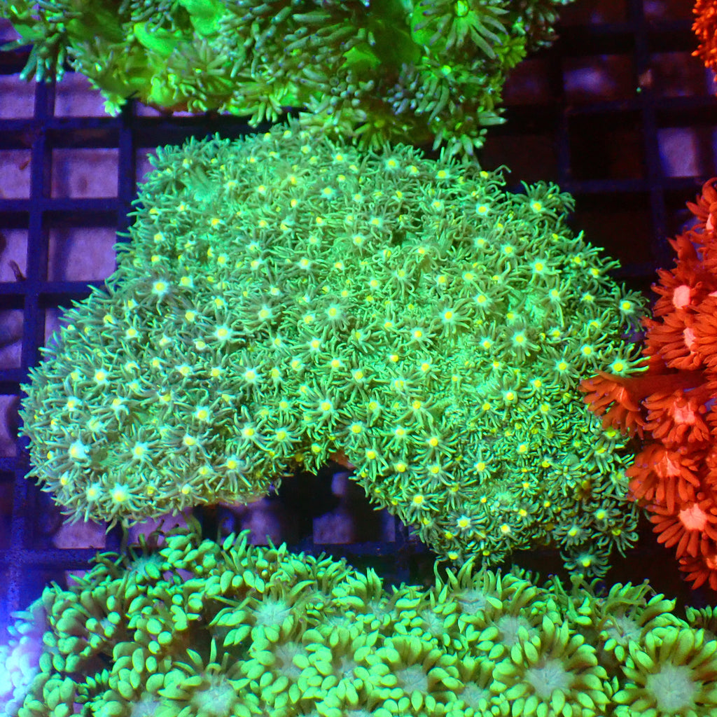Goniopora AA005 | Goniopora sp. - Red Sea 15K