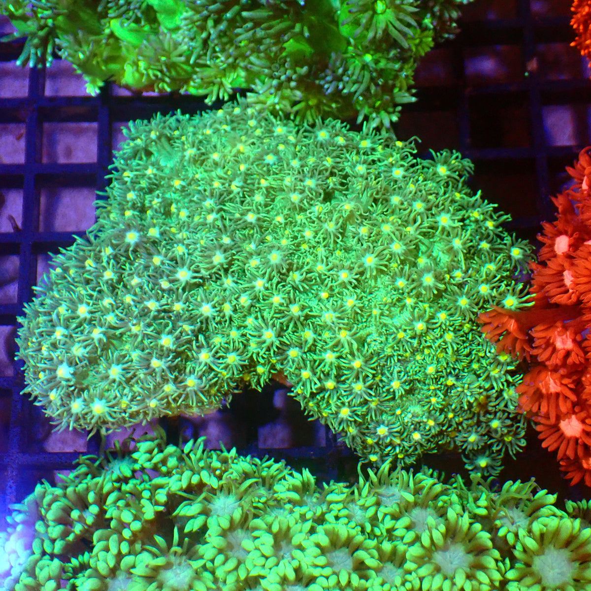 Goniopora AA005 | Goniopora sp. - Red Sea 15K