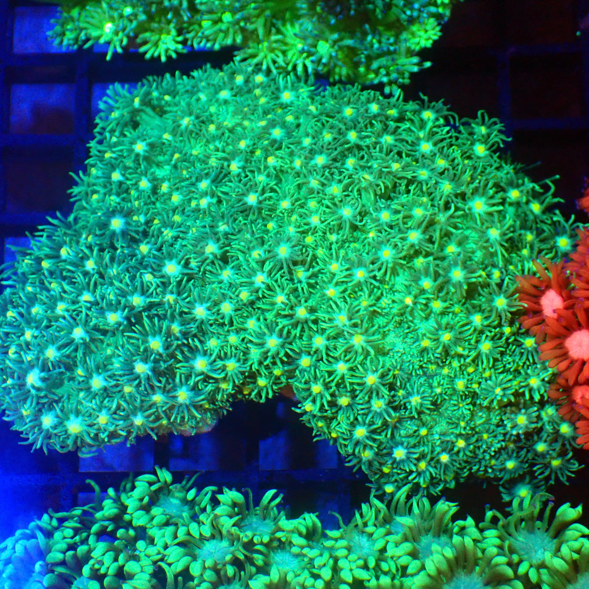 Goniopora AA005 | Goniopora sp. - Red Sea 20K LED