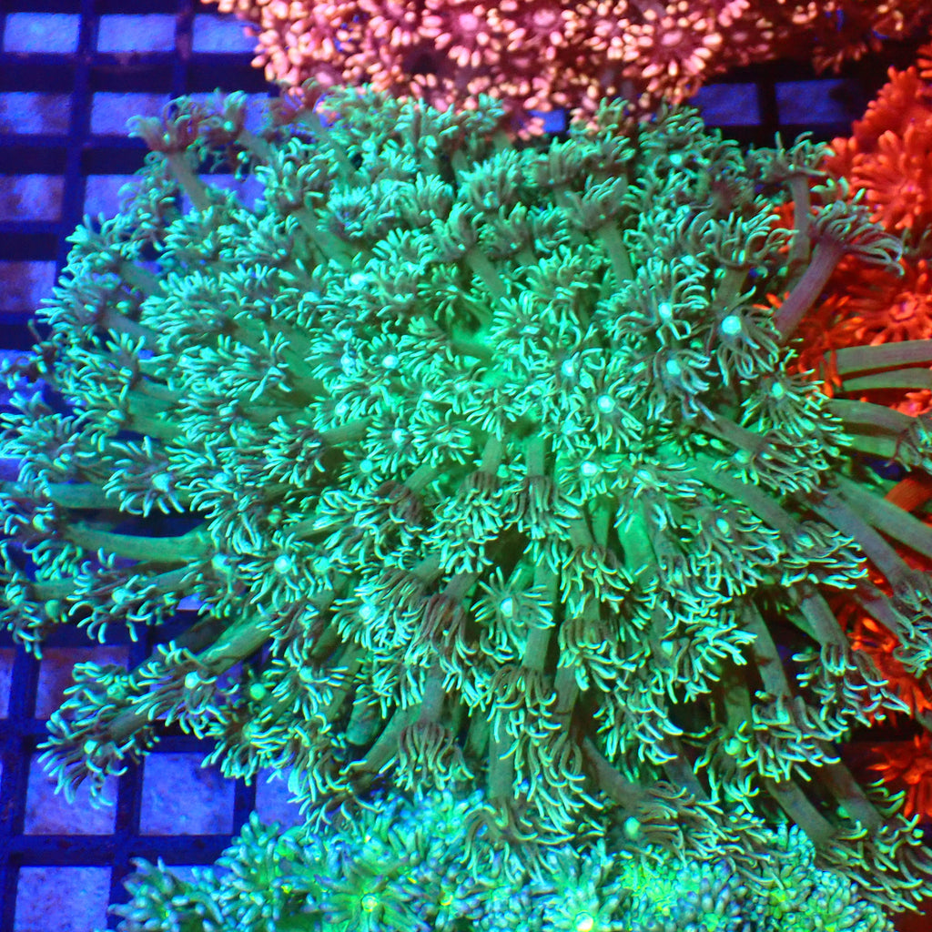 Goniopora AA014 | Goniopora sp. - Red Sea 20K LED