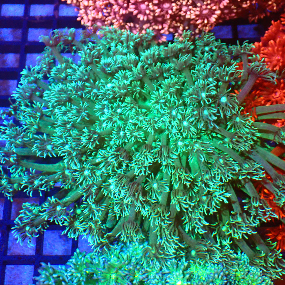 Goniopora AA014 | Goniopora sp. - Red Sea 20K LED