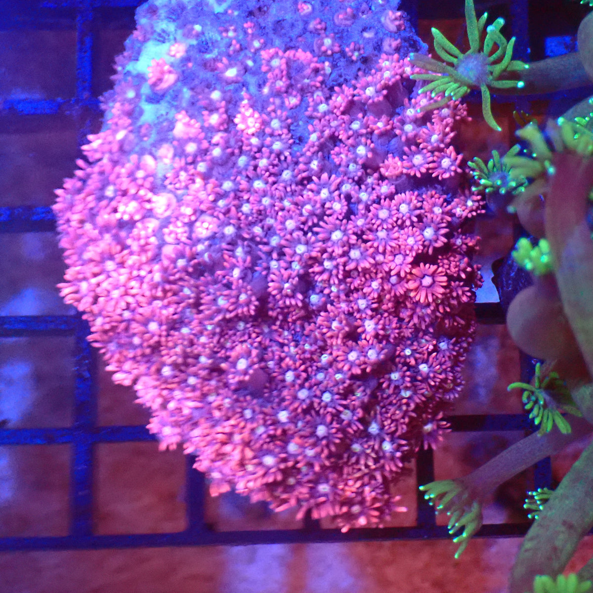 Goniopora AA019 | Goniopora sp. - Red Sea 20K LED