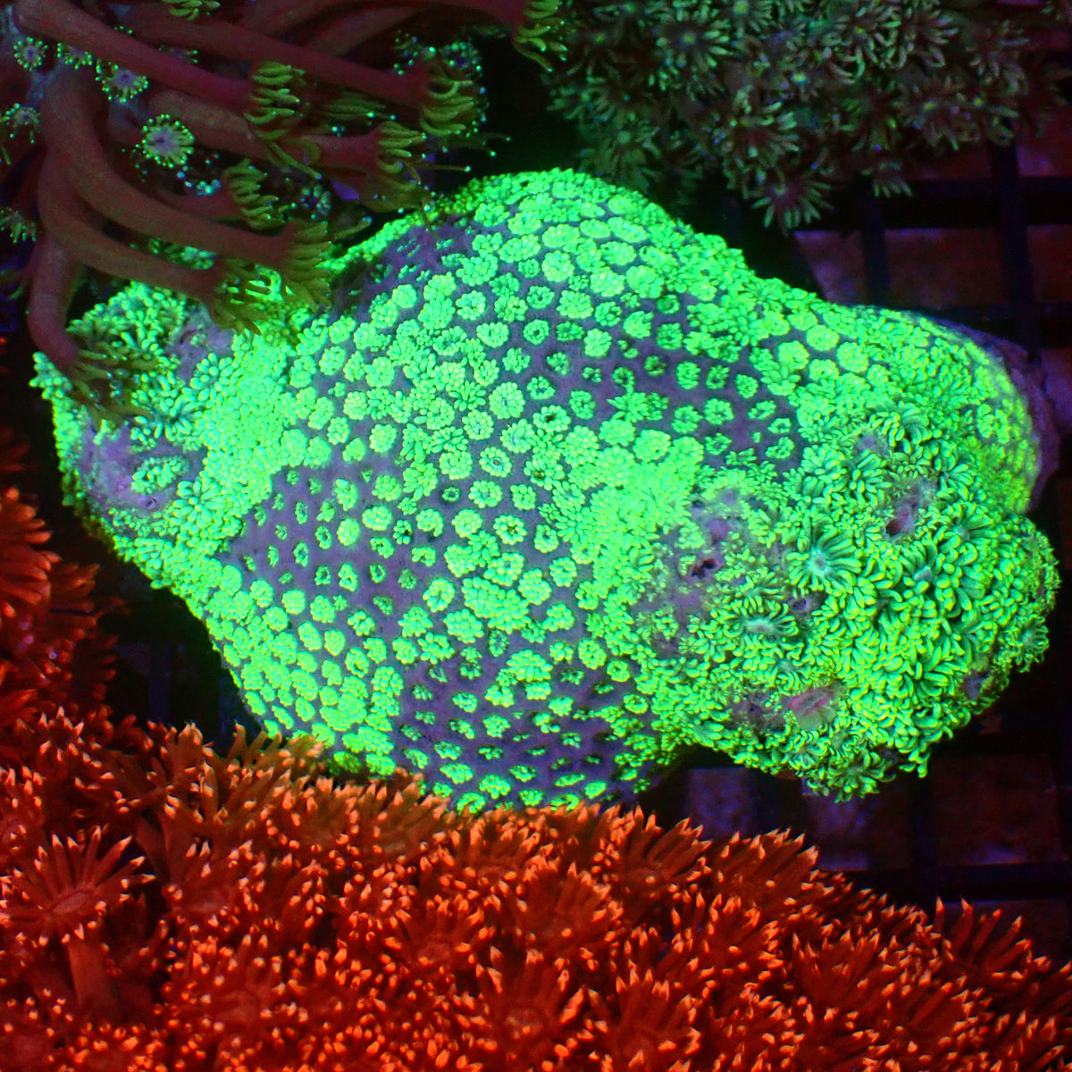 Goniopora AA020 | Goniopora sp. at ← Red Sea 15k