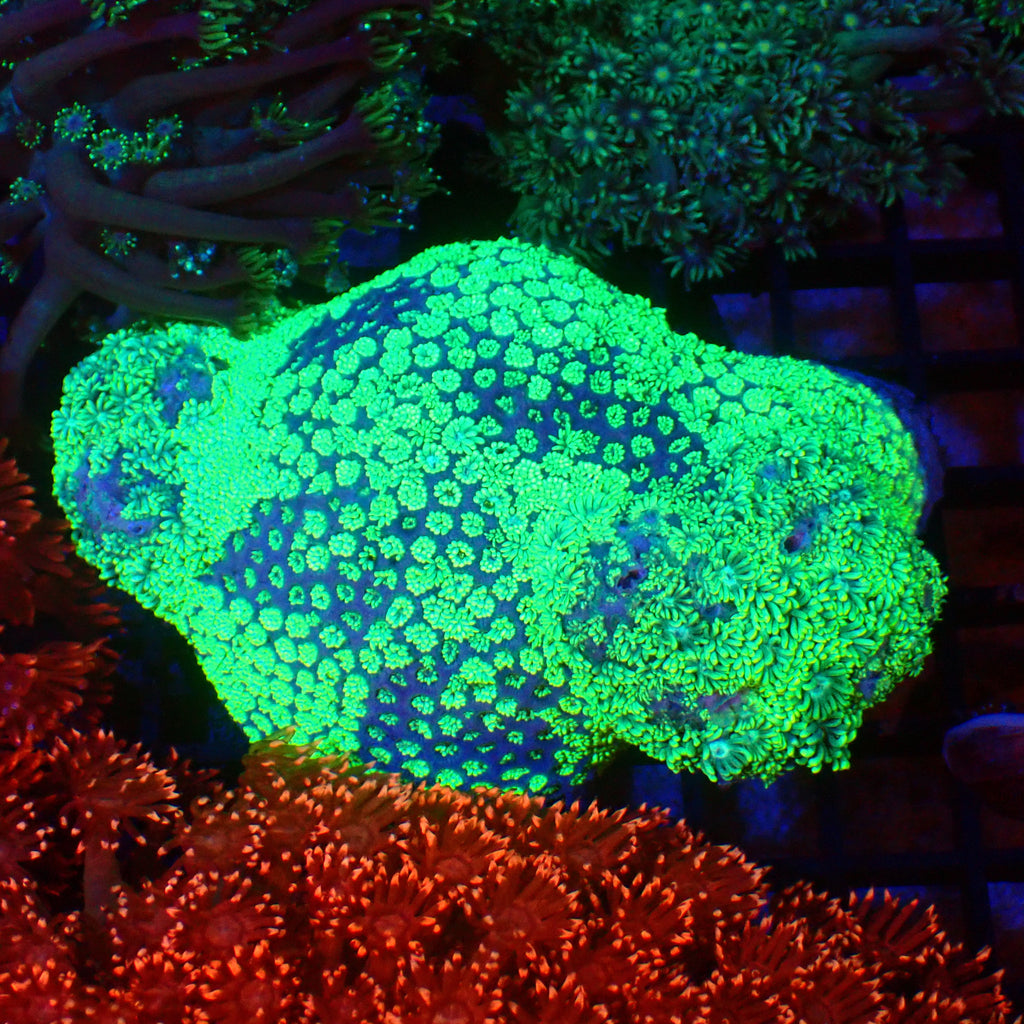 Goniopora AA020 | Goniopora sp. - Red Sea 20K LED