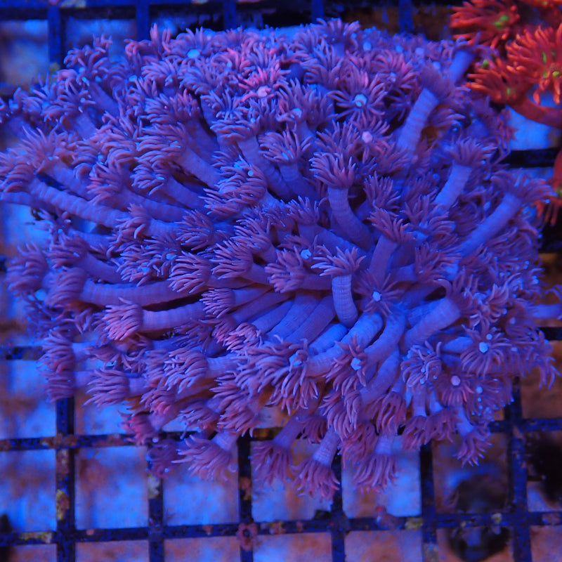 Goniopora AA01 Goniopora sp. GO8300001