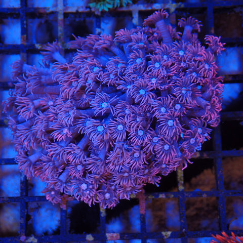 Goniopora AA002 | Goniopora sp.