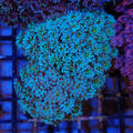 Goniopora AA003 | Goniopora sp.