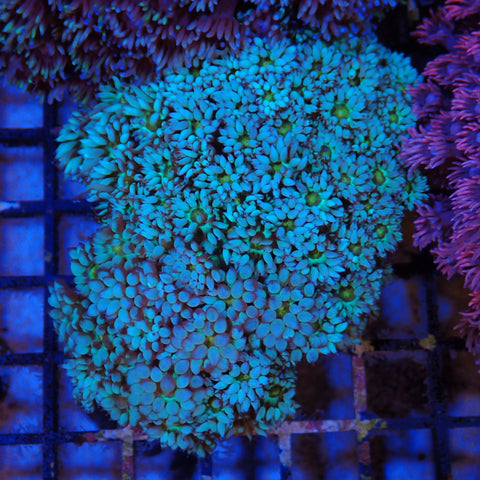 Goniopora AA003 | Goniopora sp.