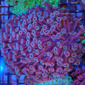 Goniopora AA004 | Goniopora sp.