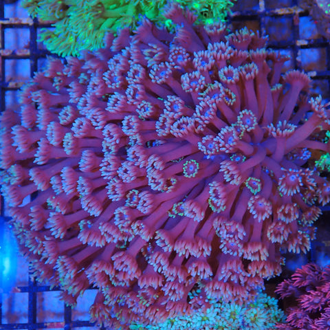 Goniopora AA004 | Goniopora sp.
