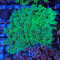 Goniopora AA005 | Goniopora sp.