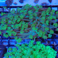 Goniopora AA006 | Goniopora sp.
