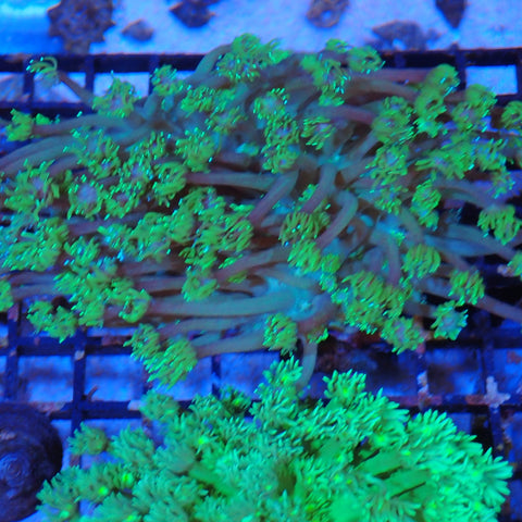 Goniopora AA006 | Goniopora sp.
