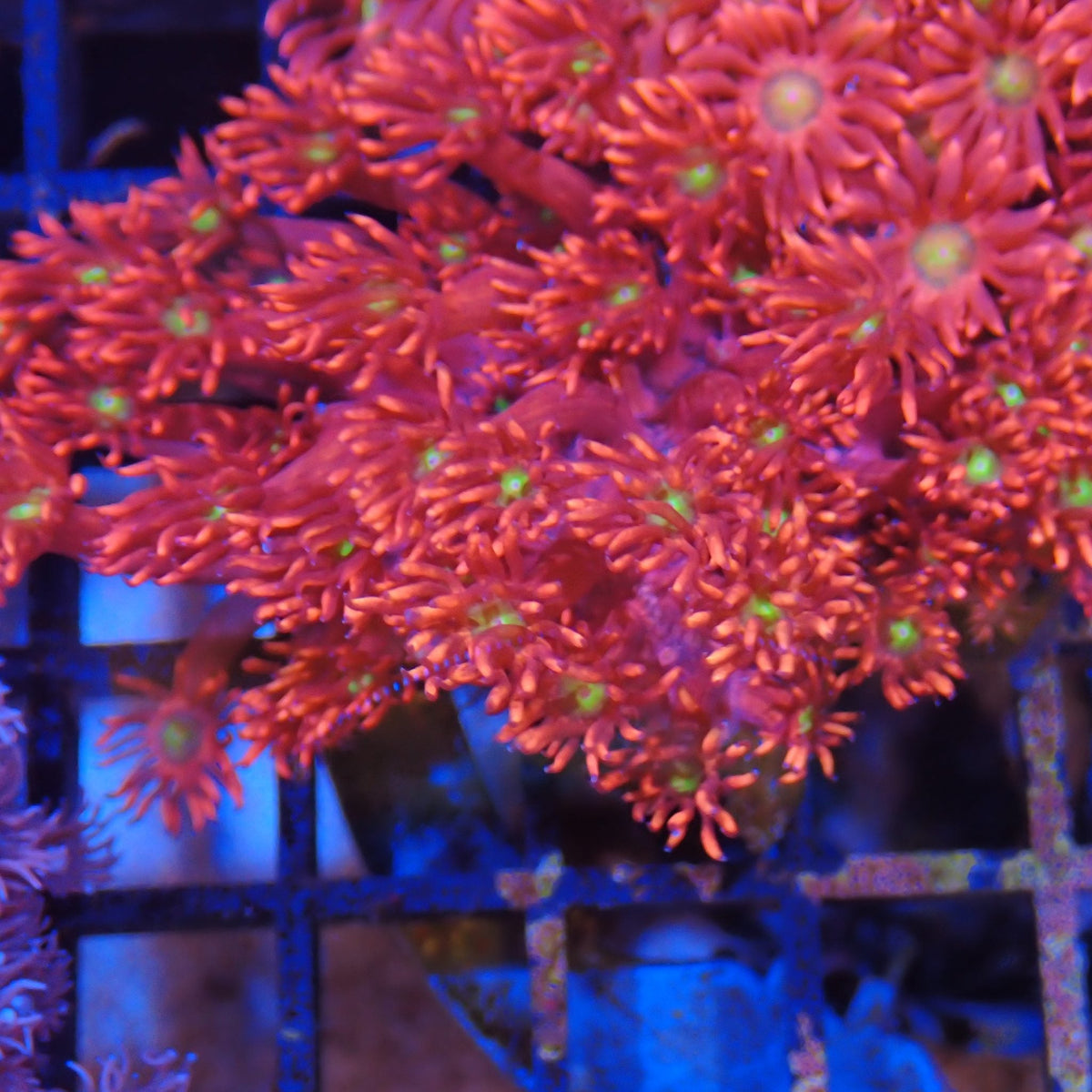 Goniopora AA007 | Goniopora sp.