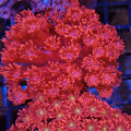 Goniopora AA009 | Goniopora sp.
