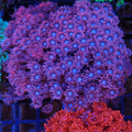 Goniopora AA010 | Goniopora sp.