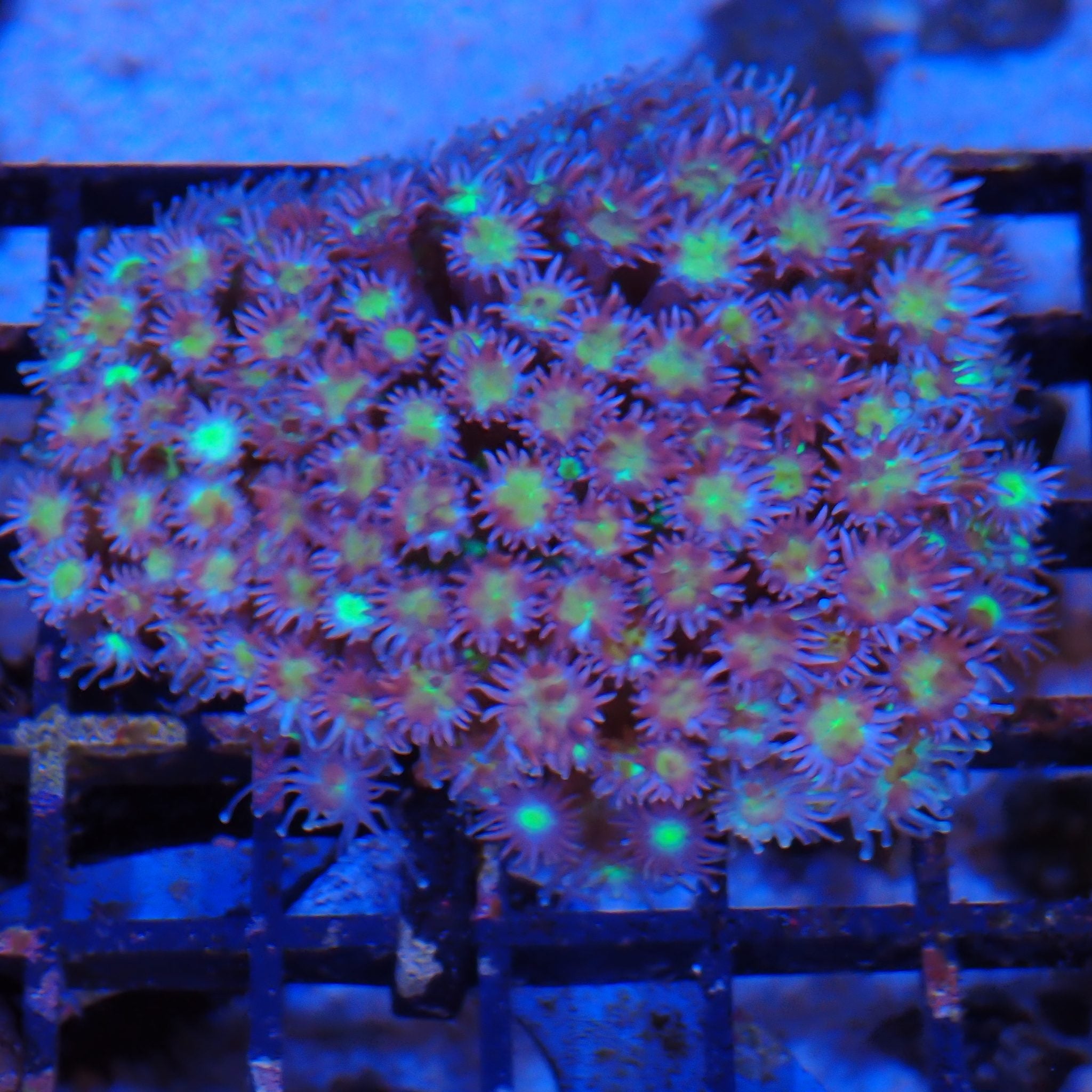 Goniopora AA012 | Goniopora sp.
