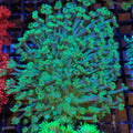 Goniopora AA014 | Goniopora sp.