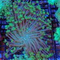 Goniopora AA015 | Goniopora sp.