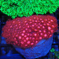 Goniopora AA011 | Goniopora sp.