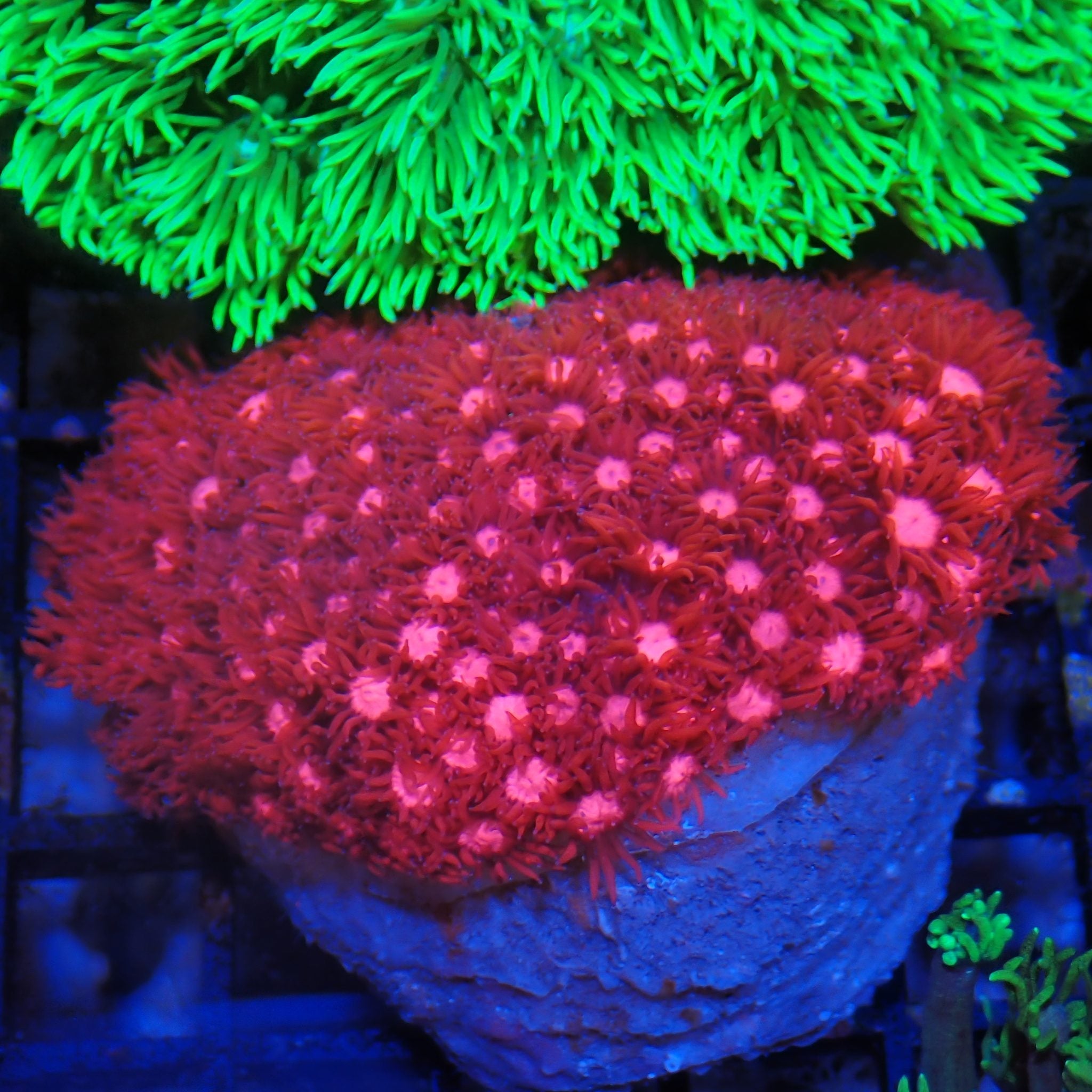 Goniopora AA011 | Goniopora sp.
