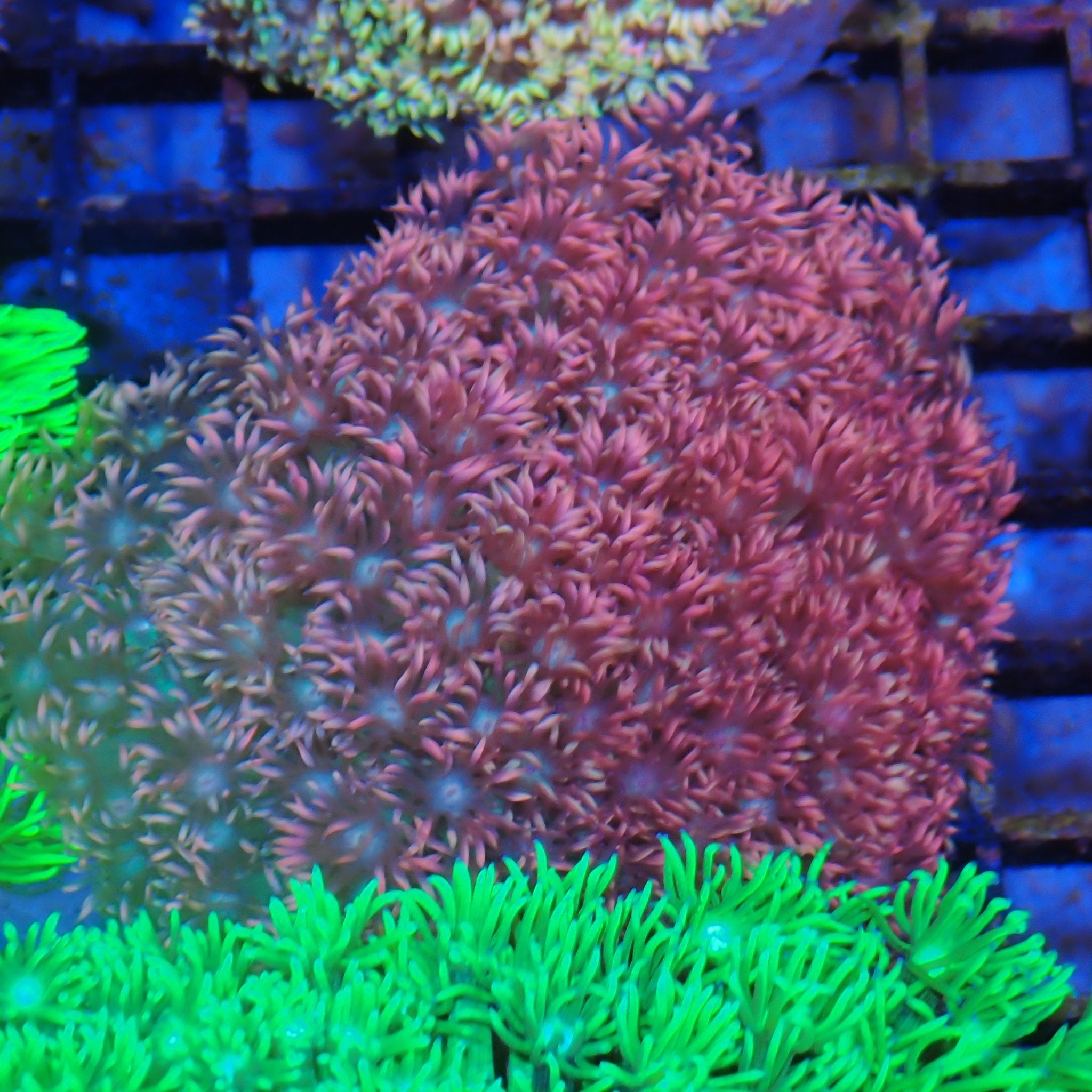 Goniopora AA017 | Goniopora sp.