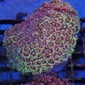 Goniopora AA018 | Goniopora sp.