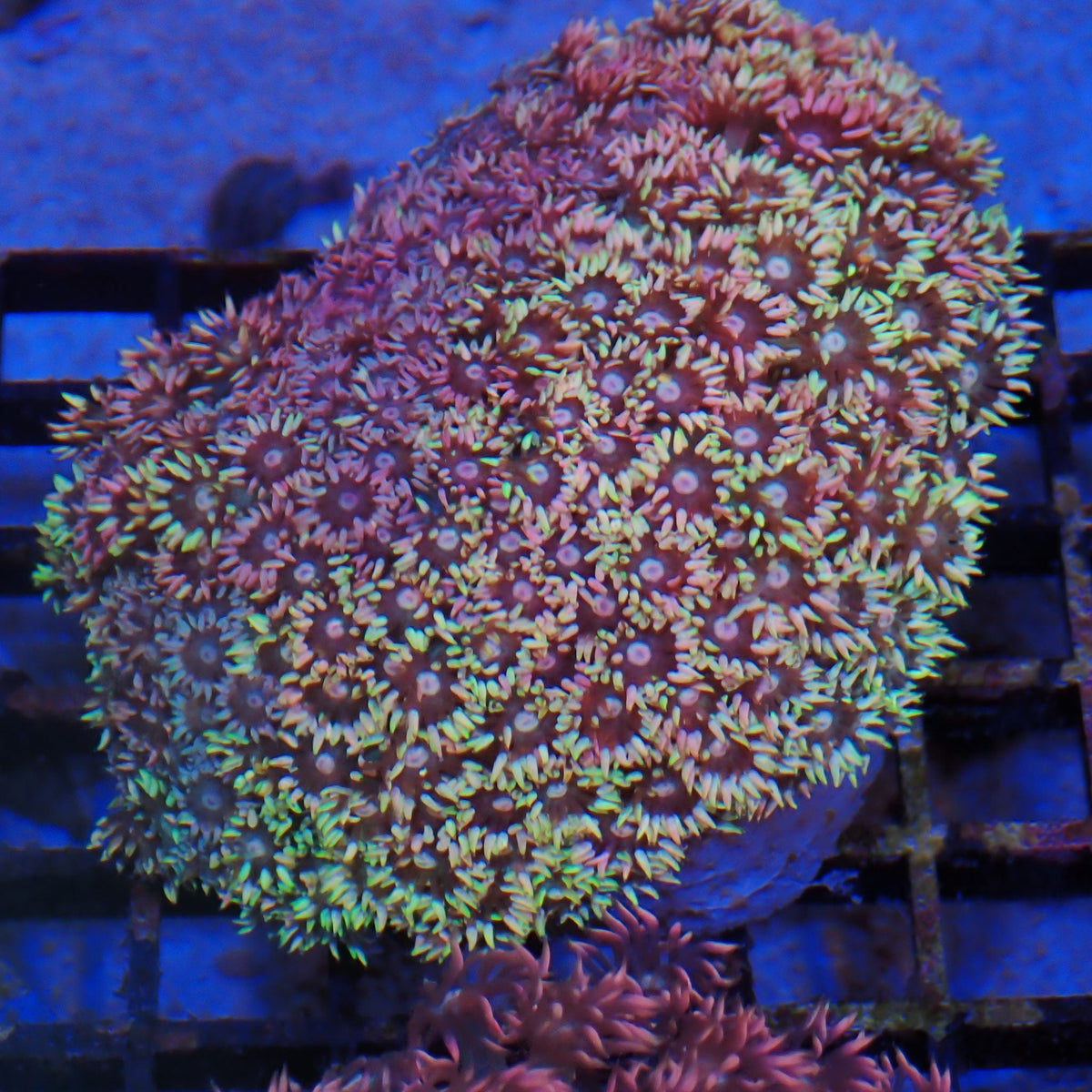 Goniopora AA018 | Goniopora sp.