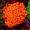 Goniopora AA018 | Goniopora sp.