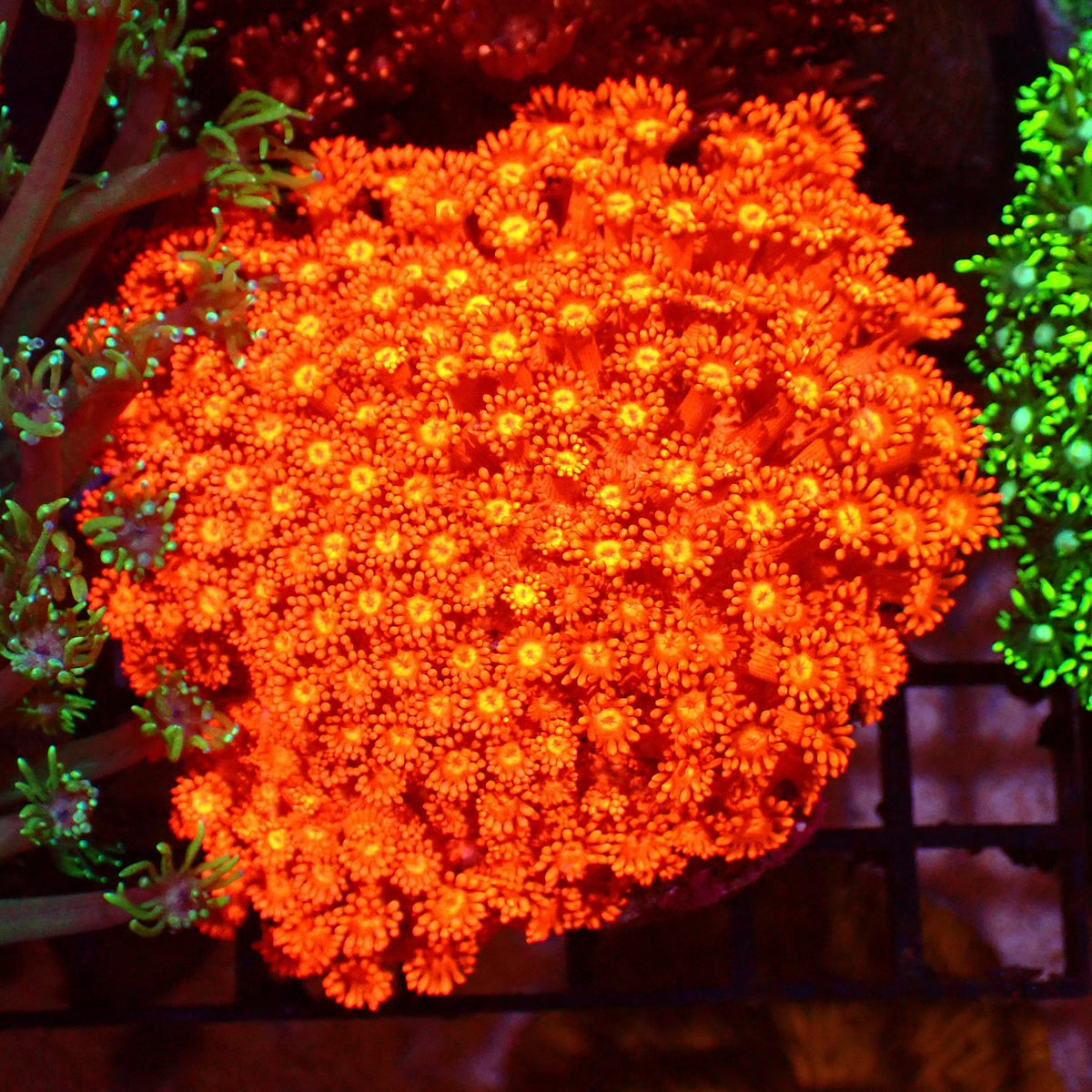 Goniopora AA018 | Goniopora sp.