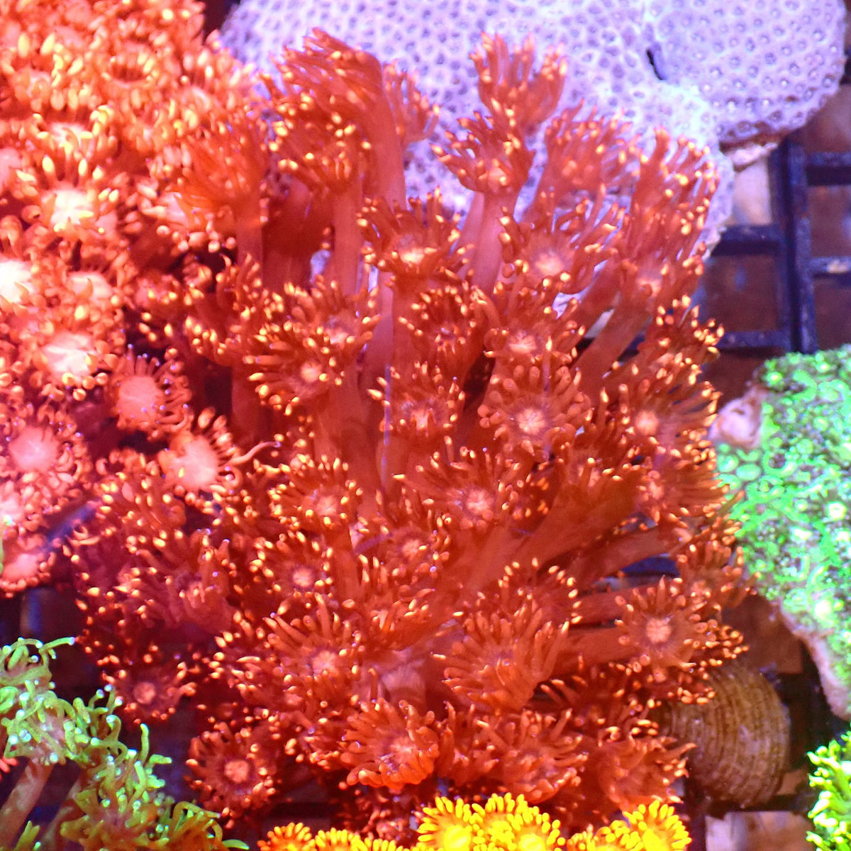 Goniopora AA021 | Goniopora sp. at ← Red Sea 15k