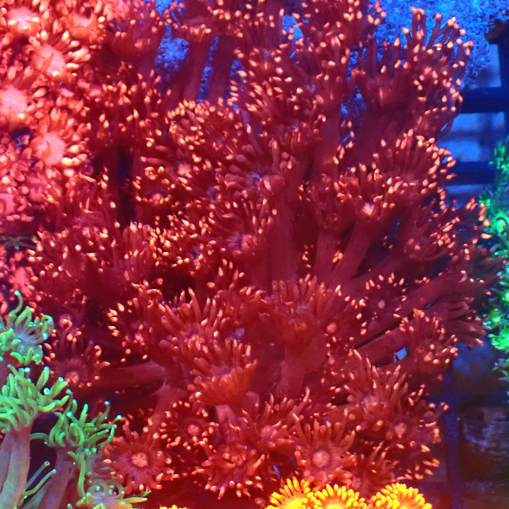 Goniopora AA021 | Goniopora sp. - Red Sea 20K LED
