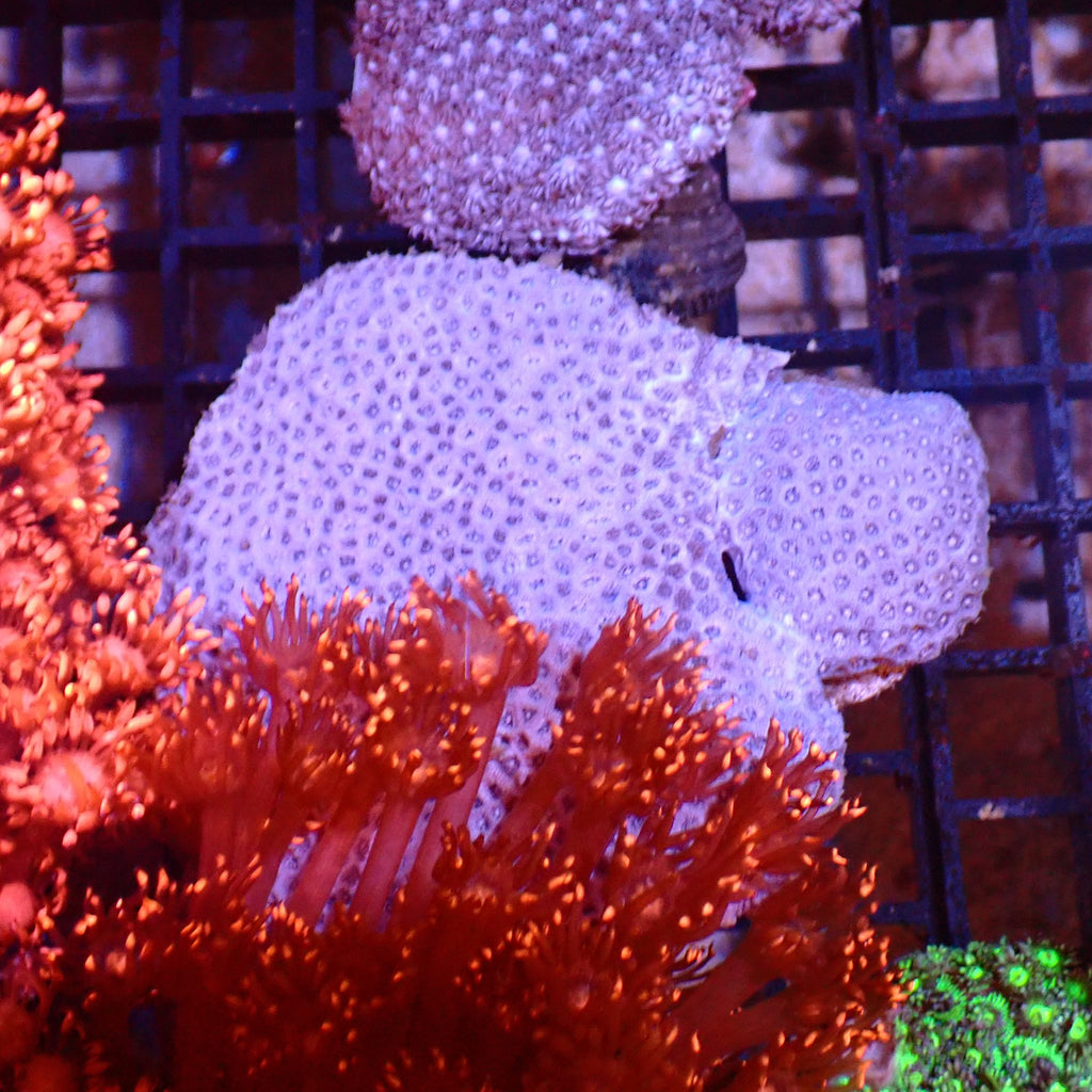 Goniopora AA022 | Goniopora sp. - Red Sea 15K