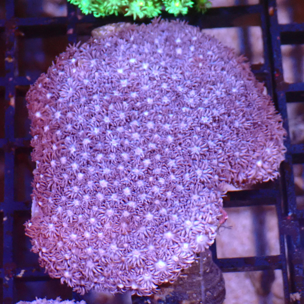 Goniopora AA023 | Goniopora sp. - Red Sea 15K