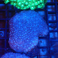 Goniopora AA023 | Goniopora sp. - Red Sea 20K LED